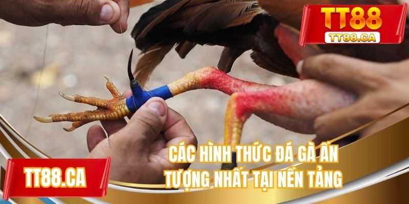 Các hình thức đá gà ấn tượng nhất tại nền tảng