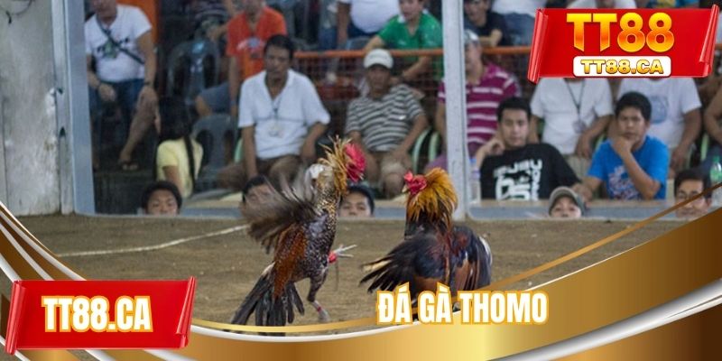 Đá gà thomo