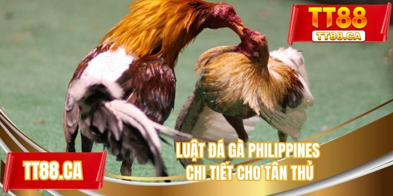 Luật đá gà Philippines chi tiết cho tân thủ